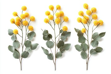 Three sprigs of yellow billy button flowers and eucalyptus leaves on white. Use as a floral accent in designs for spring, nature or celebrations.