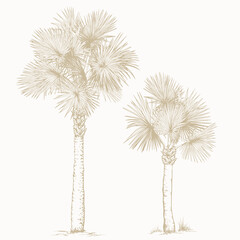 Hand-Drawn Palm Sketch. Vector Clip Art. Botanical illustration of Sabal palm trees.