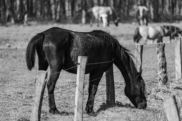 Pferde im Münsterland