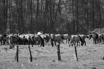 Wildpferde im Münsterland