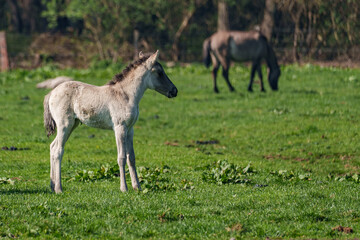 Wildpferde im Münsterland