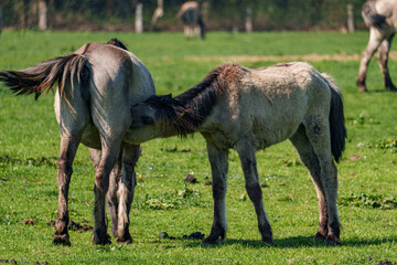 Wildpferde im Münsterland