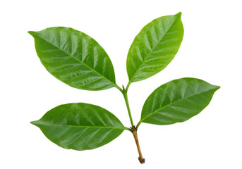 Fototapeta premium Fresh green leaves on a stem isolated on transparent background