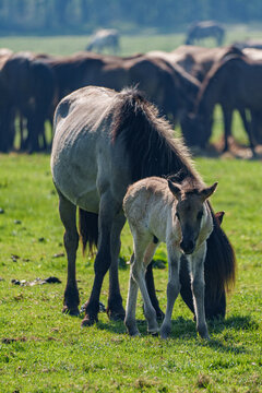 Wildpferde im M&uuml;nsterland