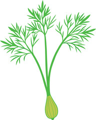 Fresh Dill Plant Illustration