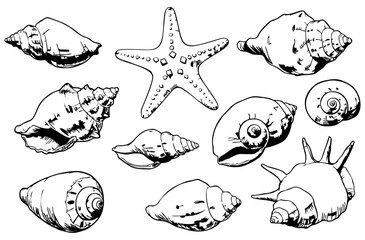 Vector illustration of various seashells and starfish in detailed black and white line art. The marine-themed collection captures natural textures and shapes, perfect for beach, ocean, and nautical de