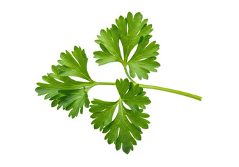 Fresh parsley sprig with bright green leaves isolated on transparent background
