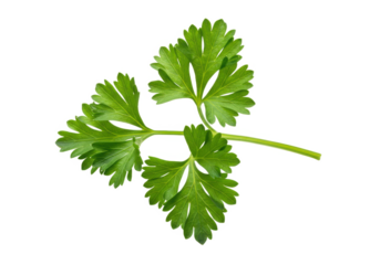 Fresh parsley sprig with bright green leaves isolated on transparent background