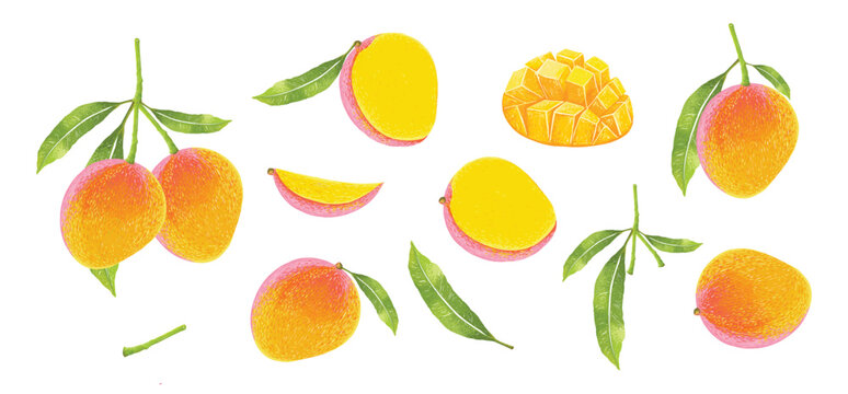 Mango design elements Set. Botanical illustration of Mango. mango slice and leafs.