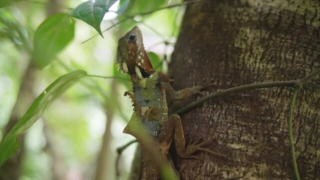 Boyd's Forest Dragon on tree trunk in Daintree