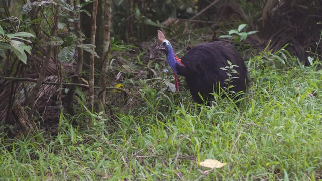 A cassowary in the Daintree Rainforest Australia