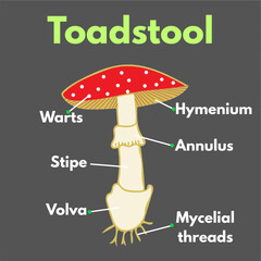 toadstool with parts labelled microbiology science illustration