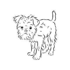 Affenpinscher dog black drawing vector, isolated face painting sketch line illustration sketch