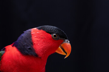 Lory Parrot (Lorius lory) on wooden perch with white background.