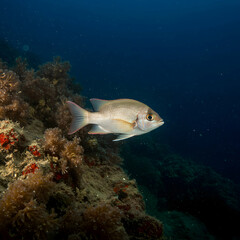 Mediterranean Fish Underwater Photography: Stunning Images of Sea Life