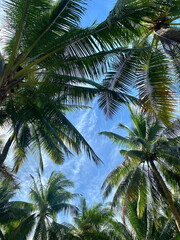 Fototapeta premium Upward view of a lush canopy of palm trees with crisp blue skies and sun-kissed fronds