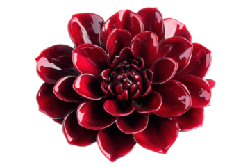 A rich crimson dahlia a symbol of elegance and passion beautifully rendered with a glossy on transparent background