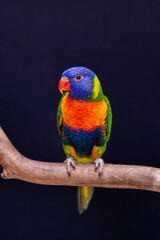 Parrot Trichoglossus moluccanus on wooden perch
