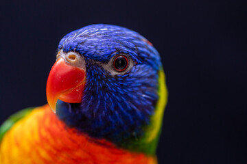 Parrot Trichoglossus moluccanus on wooden perch