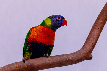 Parrot Trichoglossus moluccanus on wooden perch