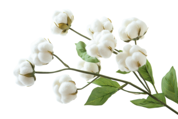 Delicate cotton branch blossoms pure white fluffy blooms against a stark black background Soft on transparent background