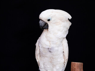White cockatoo closeup with black background.