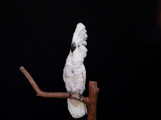 White cockatoo closeup with black background.