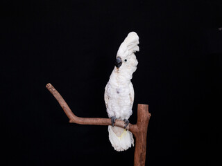 White cockatoo closeup with black background.
