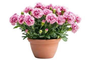 Delicate pink carnations in a terracotta pot a vibrant floral arrangement against a stark on transparent background