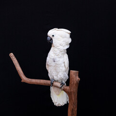 White cockatoo closeup with black background.