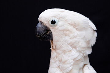 White cockatoo closeup with black background.