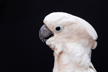 White cockatoo closeup with black background.