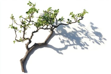 A small tree branch with green leaves casting a shadow on a white surface in bright sunlight