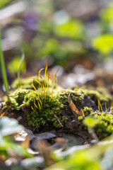 Green moss in the spring forest