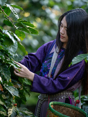 Woman unidentified coffee farmer is harvesting coffee berries in the coffee farm, arabica coffee berries with agriculturist hands ,vintage style, Chiang Mai, Thailand