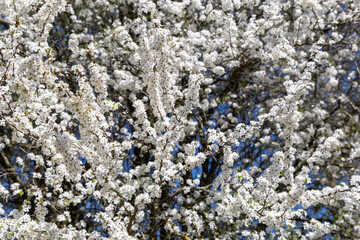 Flowering fruit tree in spring