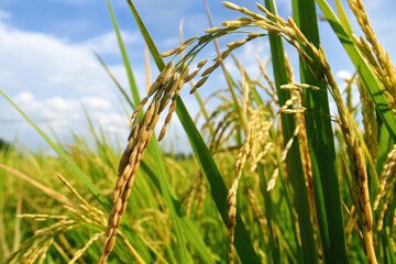Naklejka premium A greenery view of a rice field
