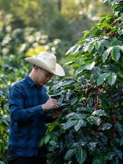 Smart farmer using laptop in green coffee farm sustainable quality control agriculture technology Harvest coffee bean ripe Red berries typing laptop computer check quality control plant coffee tree.