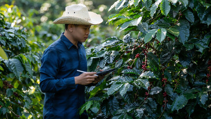 Smart farmer using laptop in green coffee farm sustainable quality control agriculture technology Harvest coffee bean ripe Red berries typing laptop computer check quality control plant coffee tree.