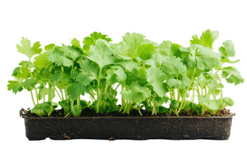 Fototapeta premium Lush cilantro seedlings thriving in a dark nursery tray against a black background vibrant on transparent background