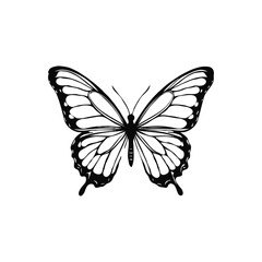 butterfly vector illustration