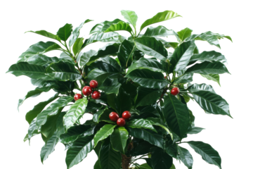 Lush coffee plant with vibrant red coffee cherries against a stark black background showcasing on transparent background