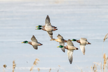 Mallard