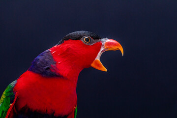 Lory Parrot (Lorius lory) on wooden perch with white background.