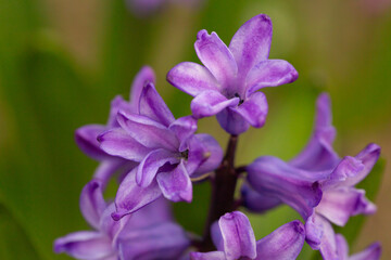 Close-up of a vibrant, deep purple Hyacinthus orientalis flower spike with densely packed florets,...
