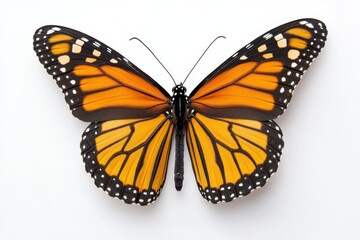 Obraz premium Close up shot of a monarch butterfly with its wings spread open against a white background plane