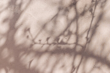 Shadows of tree branches on light pink plastered concrete wall on summer day
