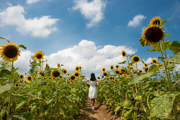 sunflower field and blue sky