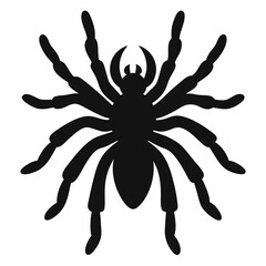 Sleek Tarantula Outline Illustration