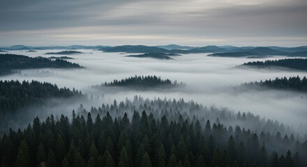Misty forest landscape (2)
